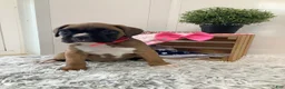 Boxer dogs for sale: Boxer Puppy 2 Cyndi - Ad 3