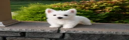 West Highland Terrier dogs for sale: Willis - Ad 1