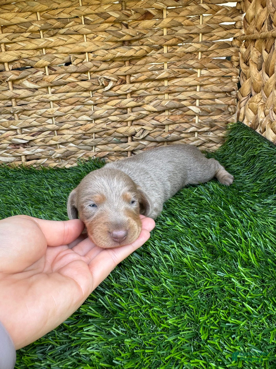 Miniature Dachshund dogs for sale: Belle - Ad 6