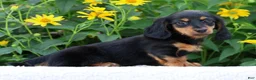 Miniature Dachshund dogs for sale: Bella - Ad 5