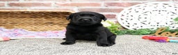 Labrador Retriever dogs for sale: Lassie - Ad 2