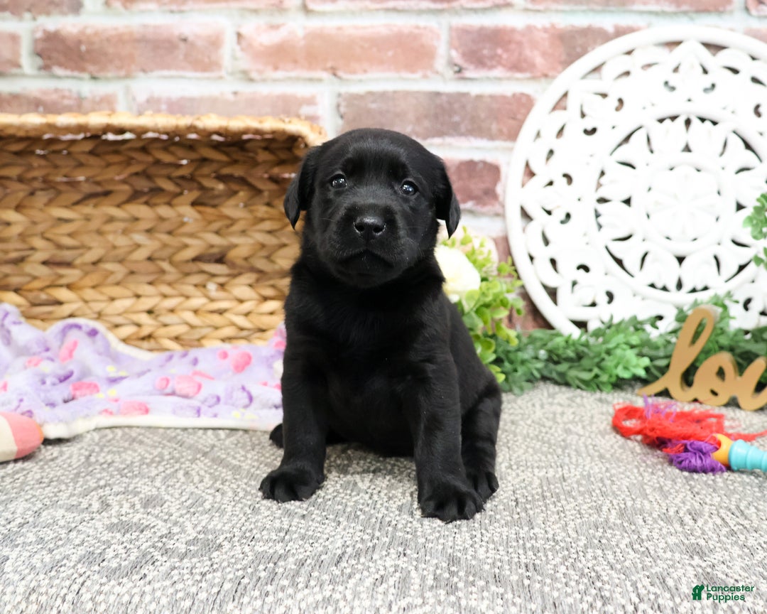 Labrador Retriever dogs for sale: Lassie - Ad 2