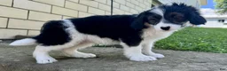 Mini Aussiedoodle dogs for sale: Champ - Ad 7