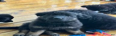 German Shepherd Puppy 4