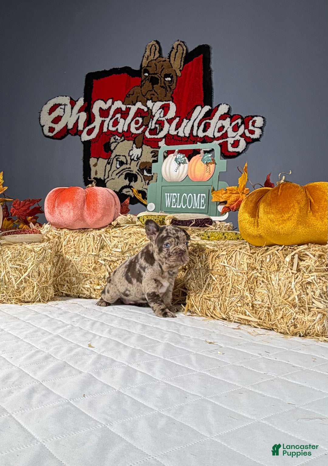 French Bulldog dogs for sale: Bella - Ad 2