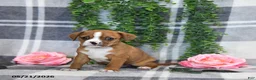 Mixed Breed dogs for sale: Gordon - Ad 3