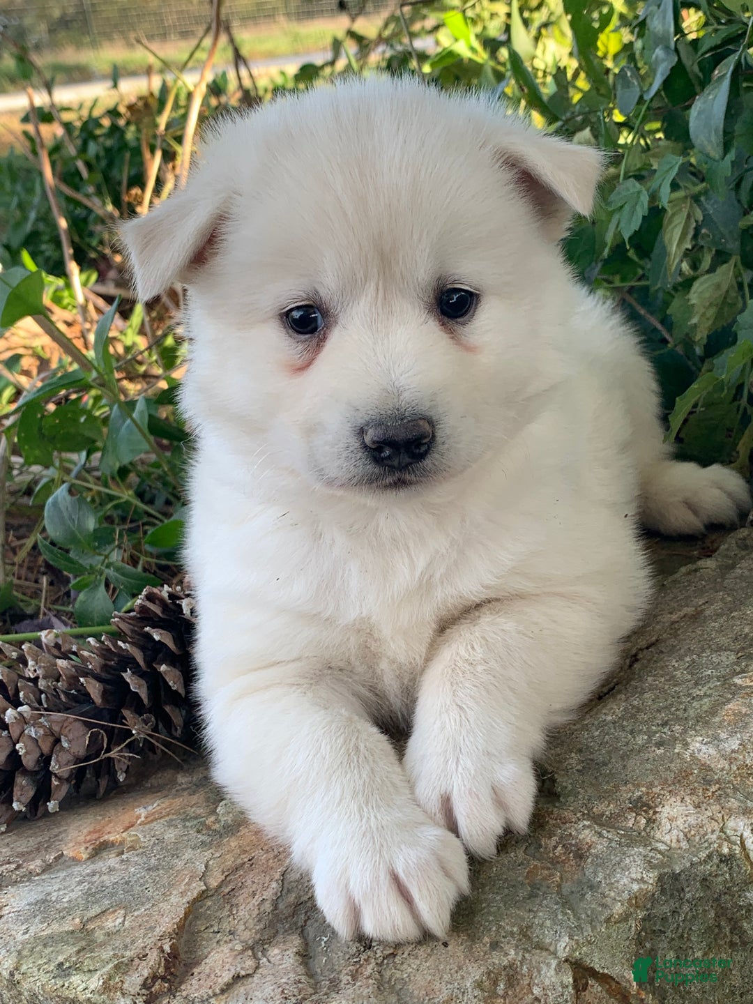 Alaskan Klee Kai dogs for sale: Handsome little Wellington~!!! - Ad 5