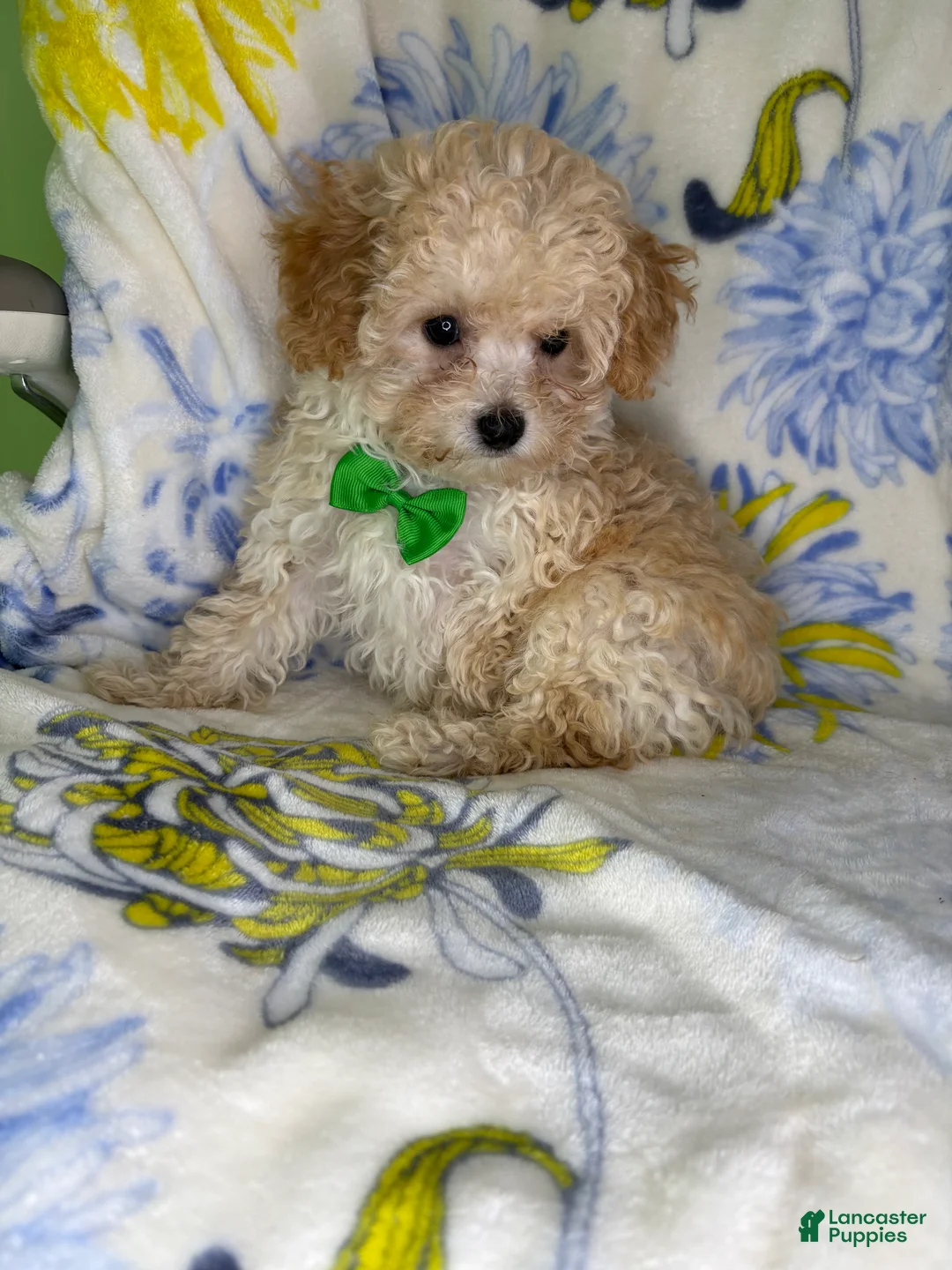Mixed Breed dogs for sale: Mixed Breed 2 - Ad 3