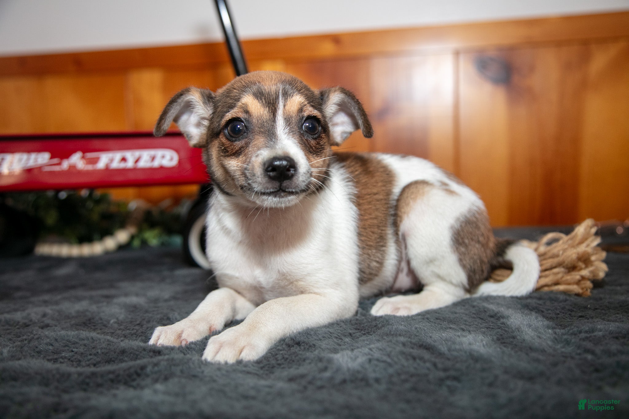 Chihuahua dogs Archie - Ad 1