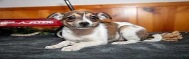 Archie
