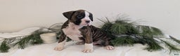 Boxer dogs for sale: Fifi - Ad 6