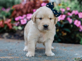 Golden Retriever dogs - Ad 4