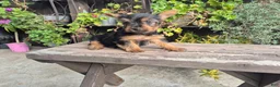 Yorkshire Terrier dogs for sale: Yorkshire Terrier 2 - Ad 1