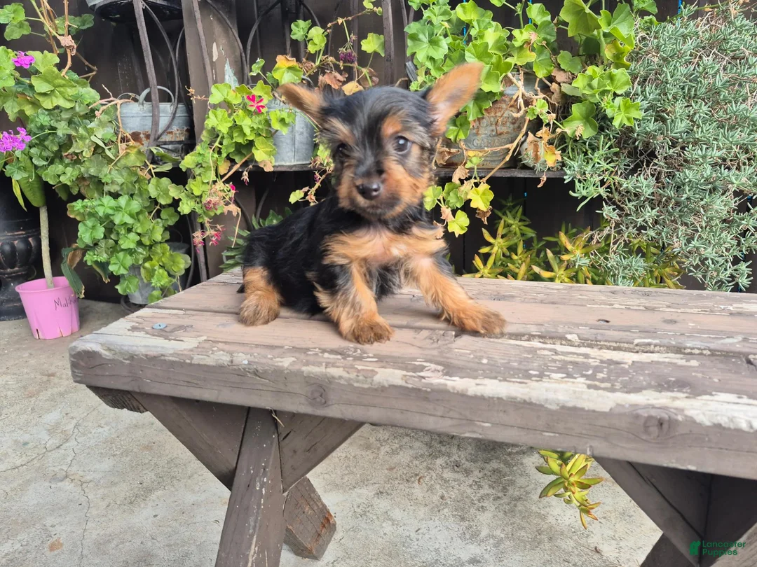Yorkshire Terrier dogs for sale: Yorkshire Terrier 2 - Ad 1