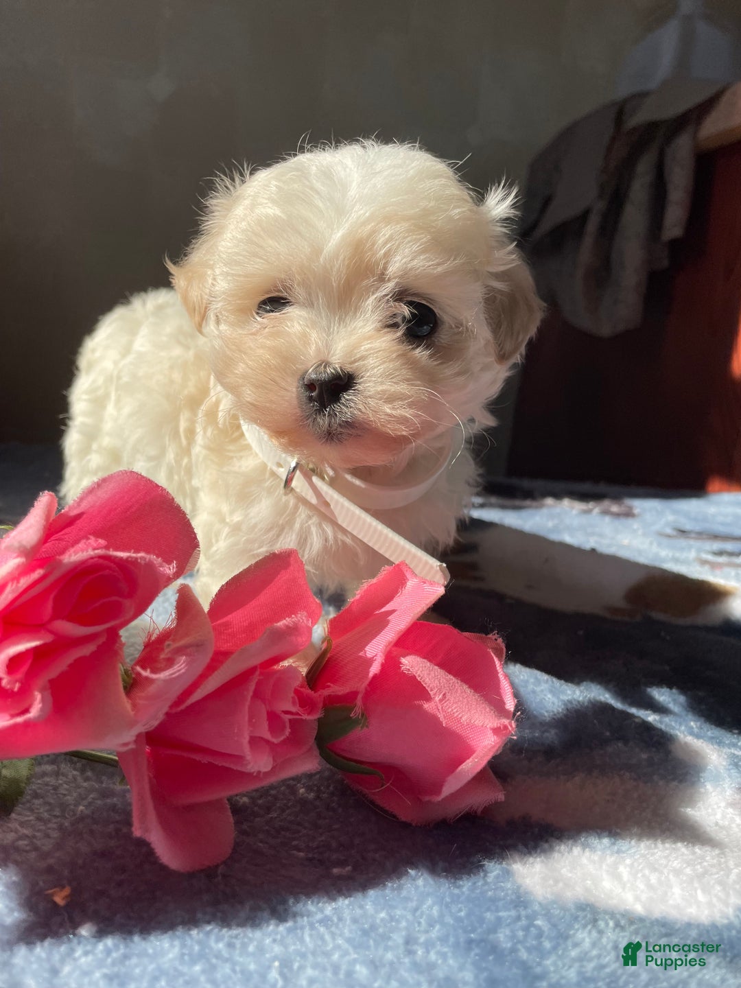 Maltese dogs for sale: Teddy - Ad 2