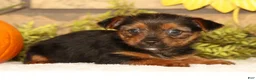 Yorkshire Terrier dogs for sale: Vivian - Ad 3