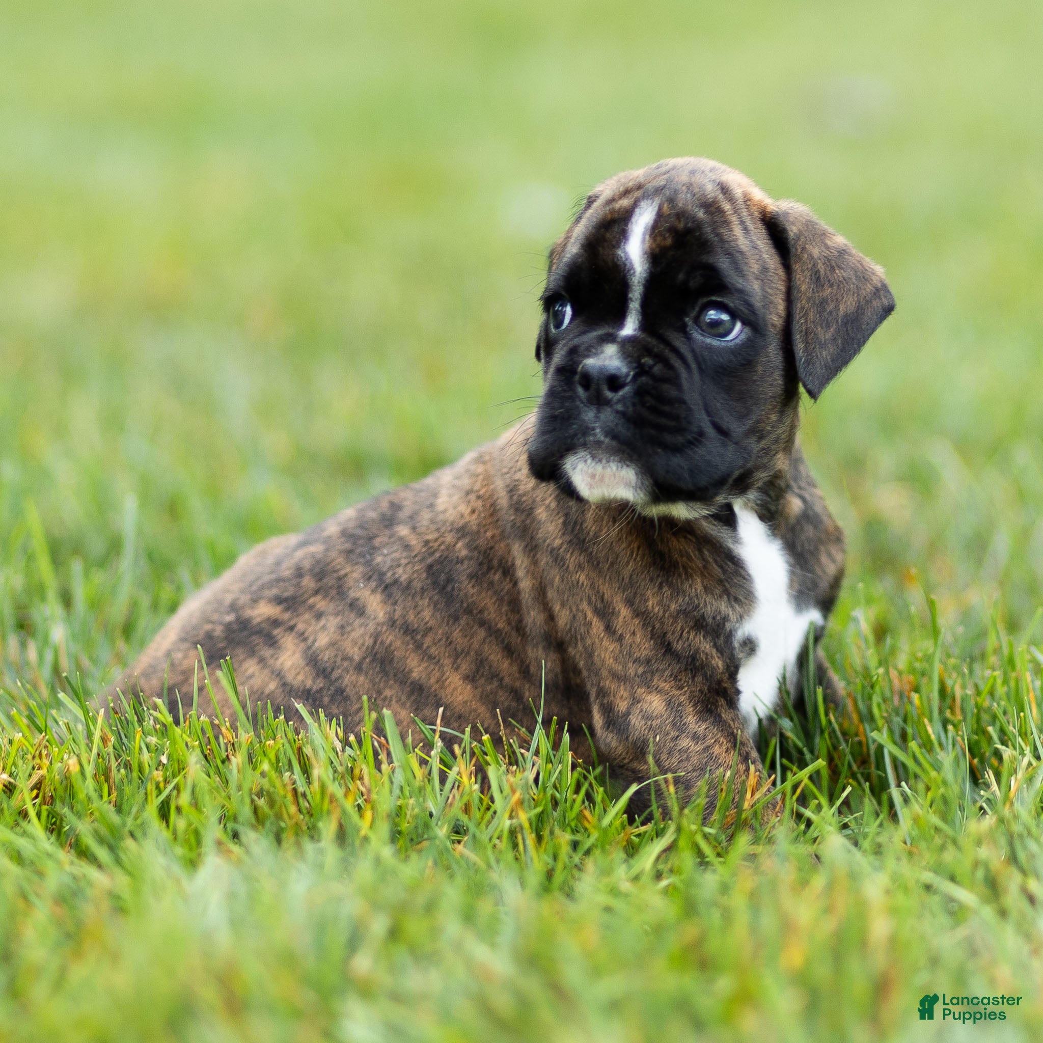 Boxer dogs Lucy Boxer Puppy  - Ad 1