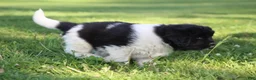 Newfoundland dogs for sale: Murphy  - Ad 6