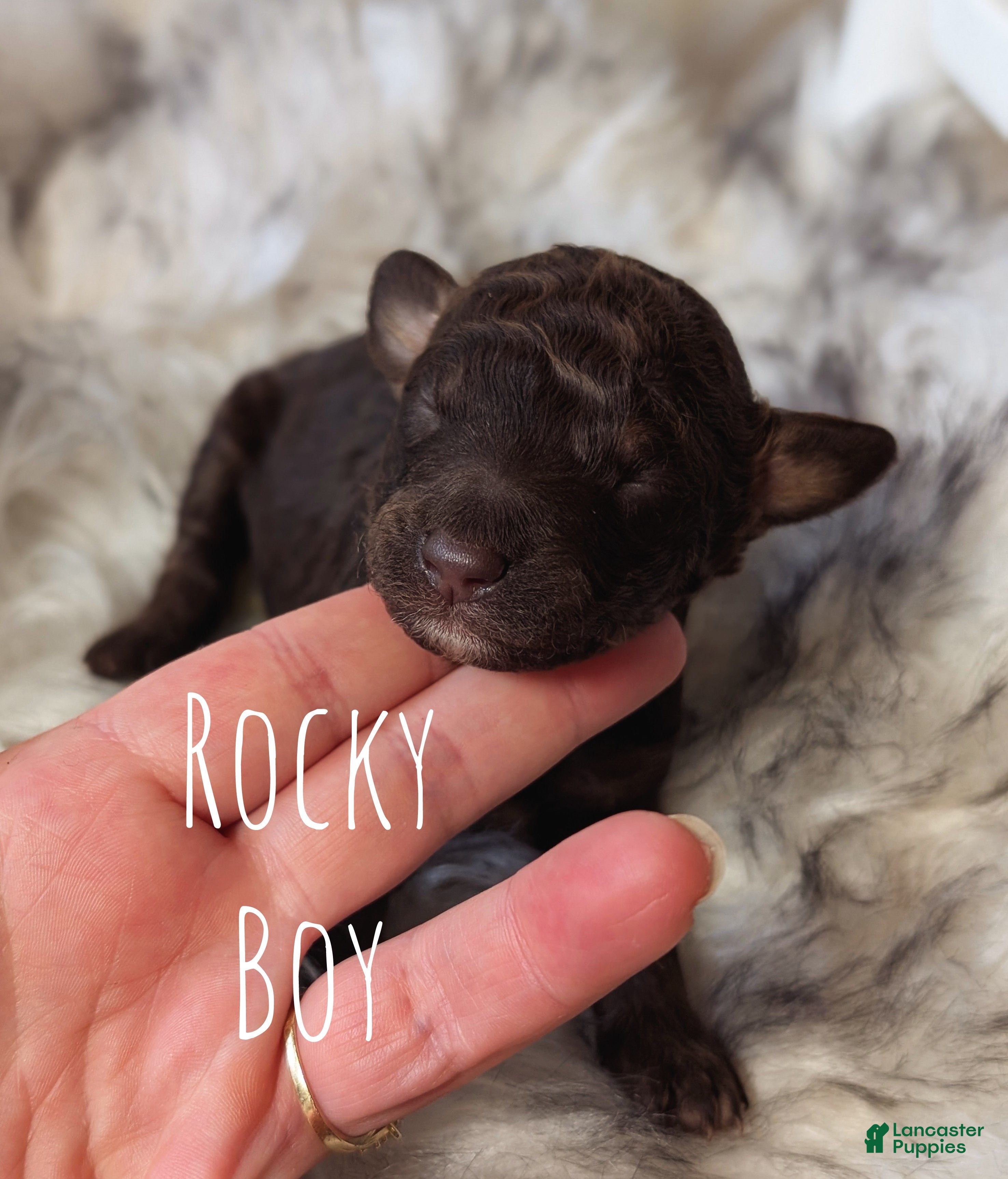 Mixed Breed dogs ROCKY - Ad 9