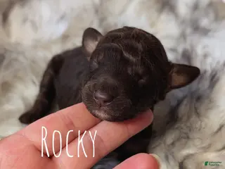 Mixed Breed dogs ROCKY - Ad 9