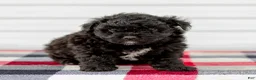 Mini Aussiedoodle dogs for sale: Chloe - Ad 4