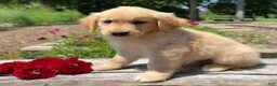 Golden Retriever dogs for sale: Emily - Ad 8