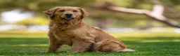 Golden Retriever dogs for sale: Green Collar - Ad 2