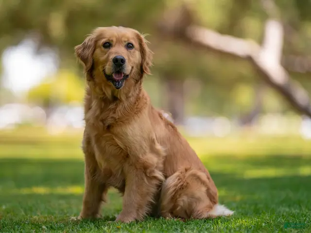 Golden Retriever dogs for sale: Green Collar - Ad 2