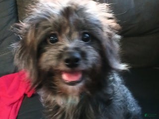 Mixed Breed dogs - Ad 37