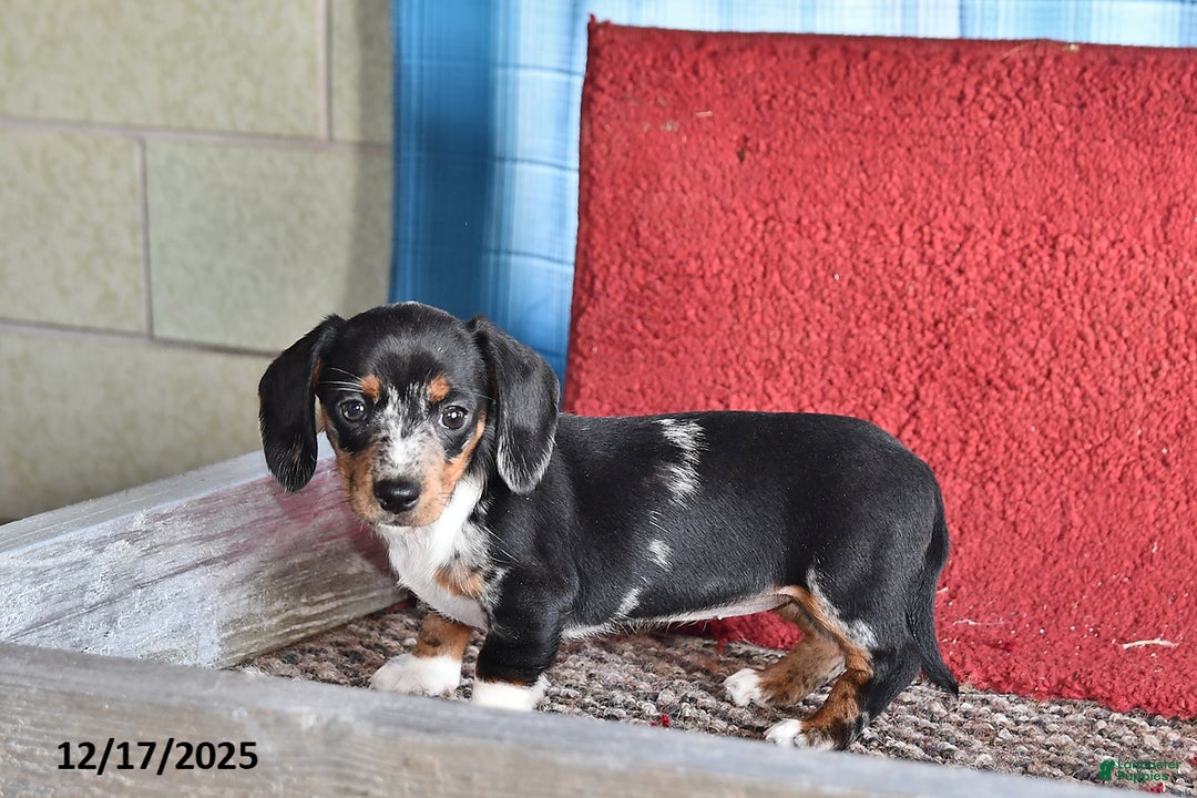 Dachshund dogs for sale: Rosie - Ad 1