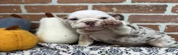 English Bulldog dogs for sale: Eden - Ad 4