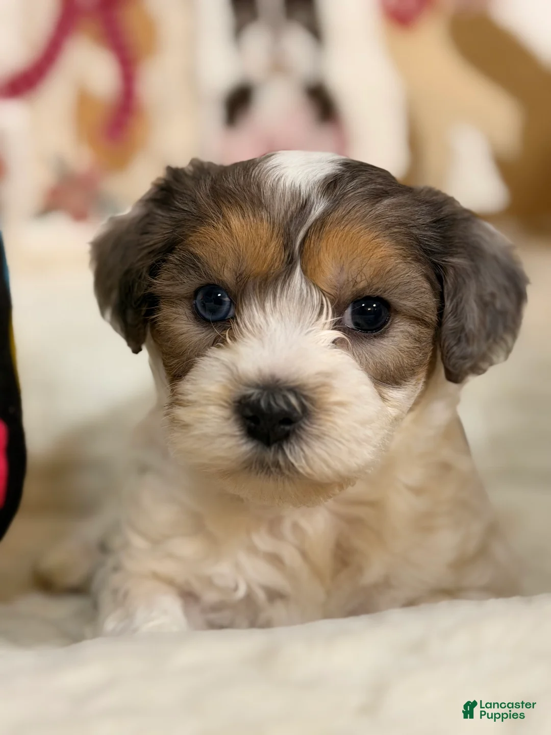 Mixed Breed dogs for sale: Cappuccino - Ad 2