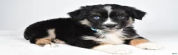 Miniature Australian Shepherd dogs for sale: Fiona - Ad 5