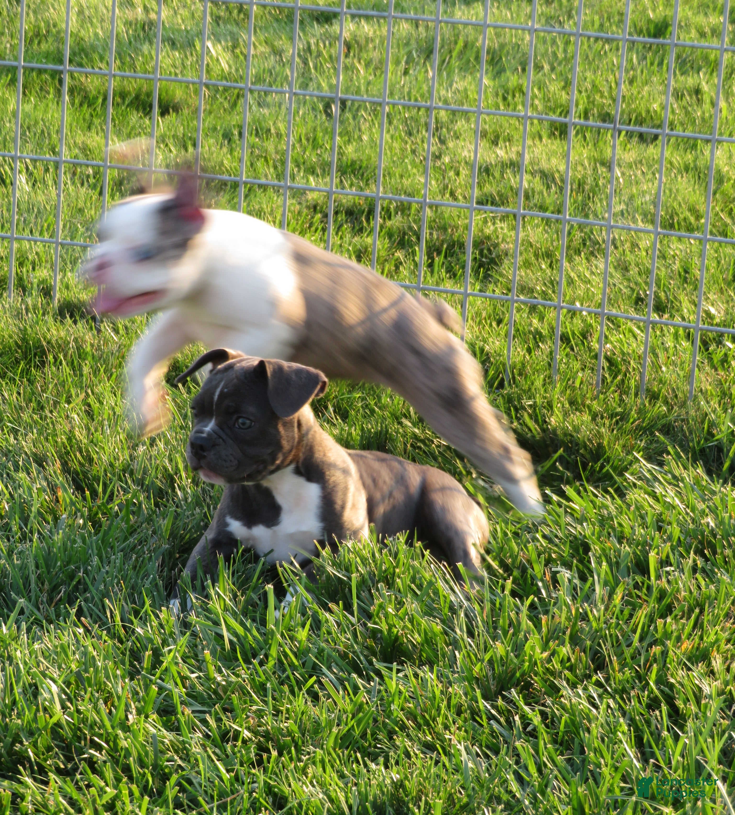 Frenchton dogs Prince - Ad 2