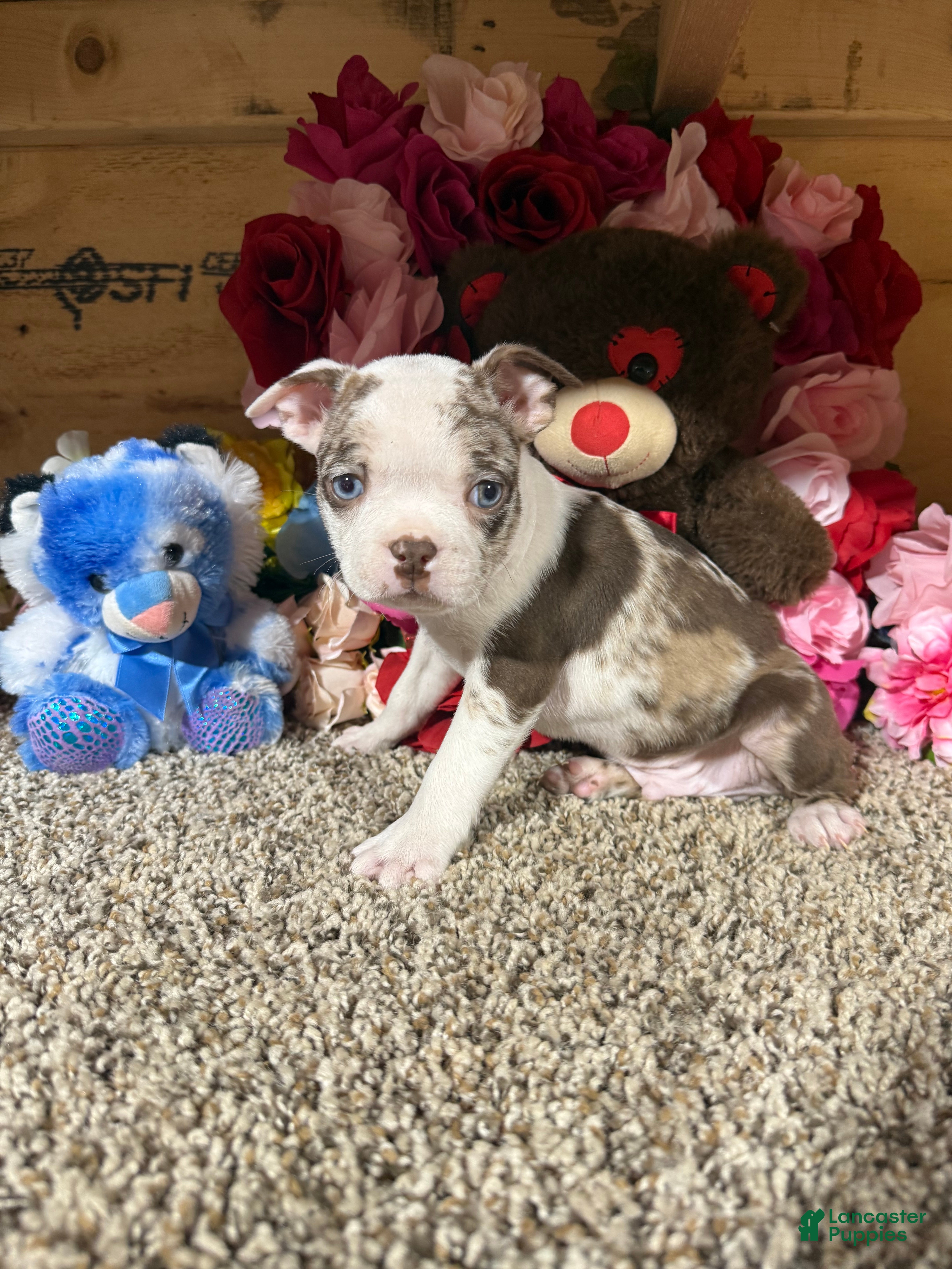 Boston Terrier dogs Boston Terrier Puppy 2 - Ad 24