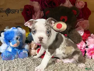 Boston Terrier dogs Boston Terrier Puppy 2 - Ad 14