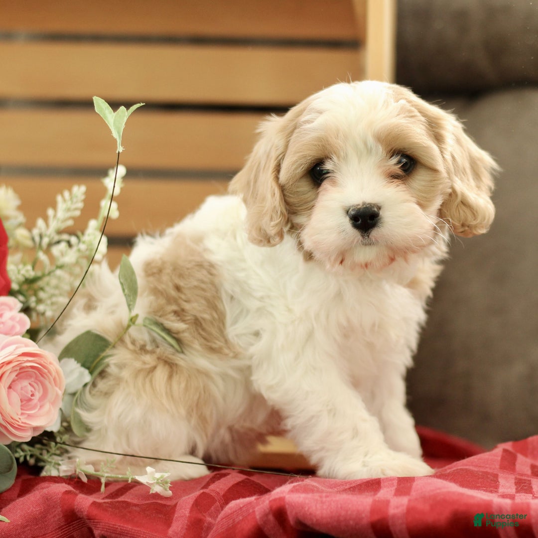 Cavachon dogs for sale: Ace  - Ad 3