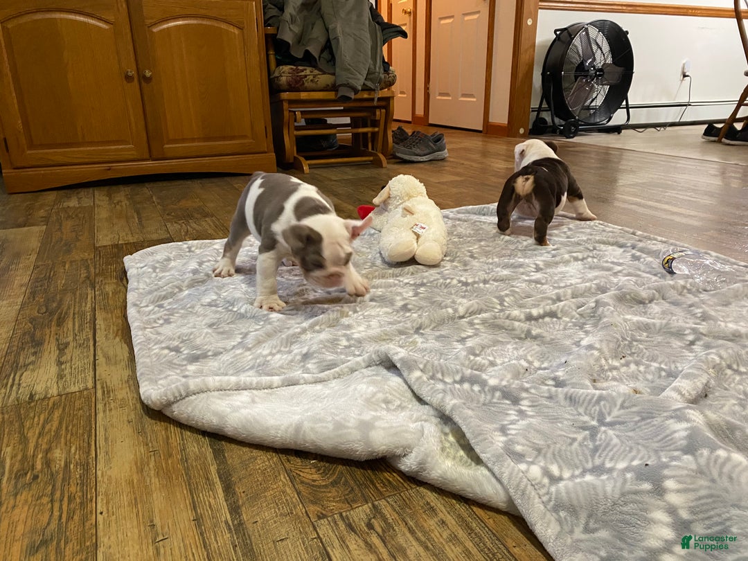 English Bulldog dogs for sale: Romeo - Ad 12