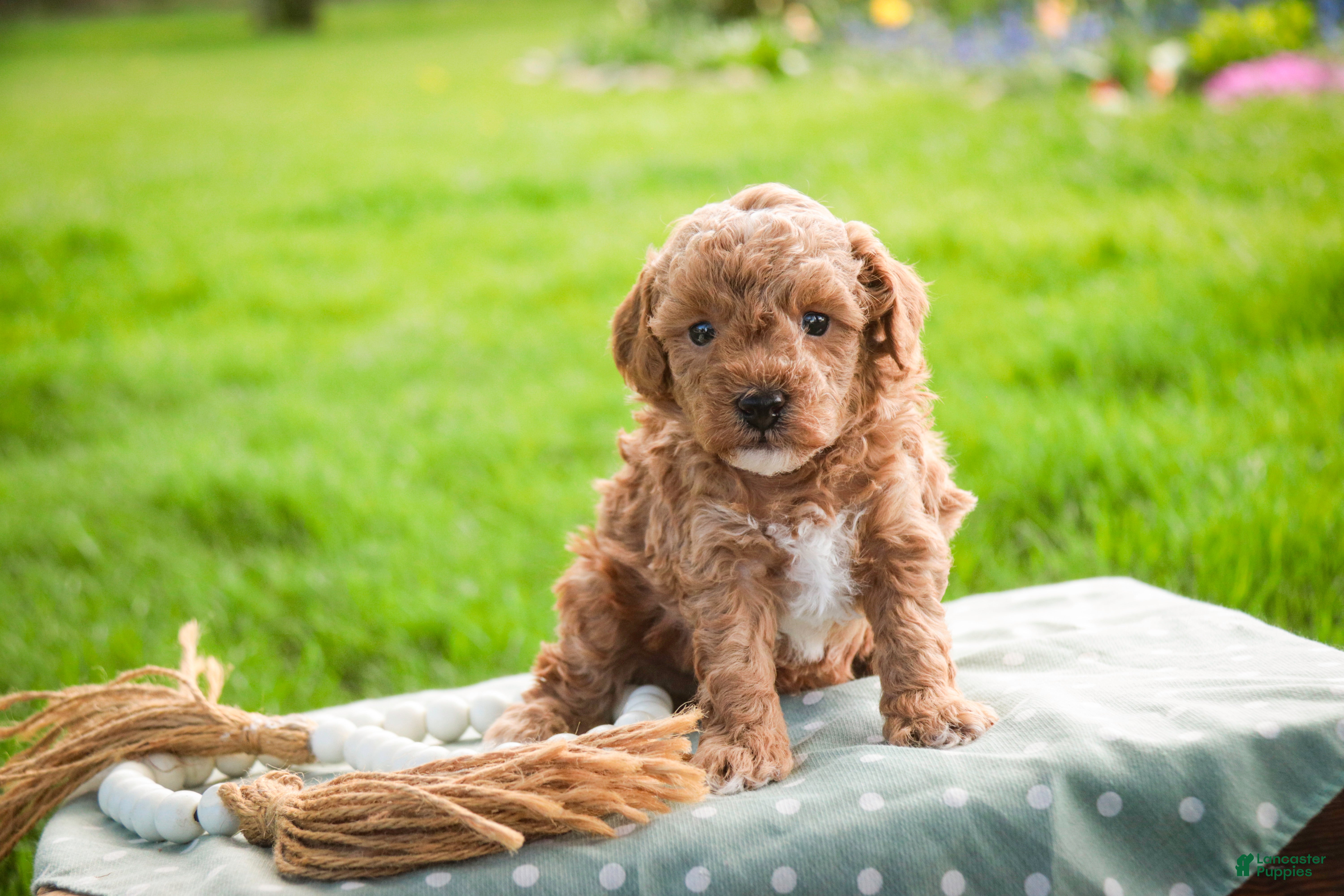 Miniature Poodle dogs Pedro - Ad 2