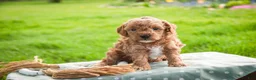 Miniature Poodle dogs for sale: Pedro - Ad 2