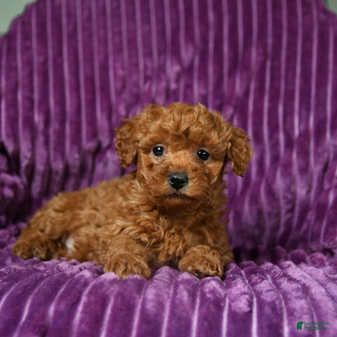 Miniature Poodle dogs for sale: Infinity - Ad 4