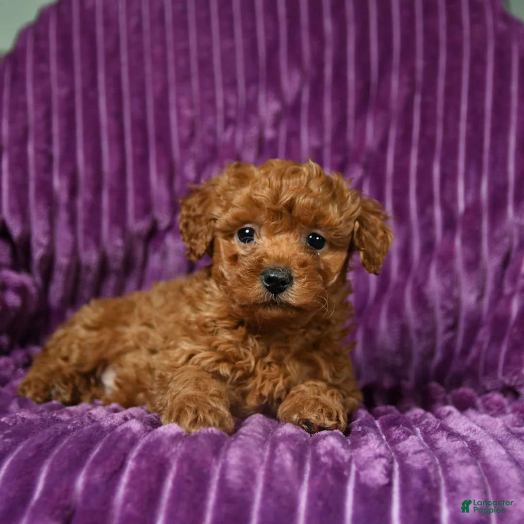 Miniature Poodle dogs for sale: Infinity - Ad 4