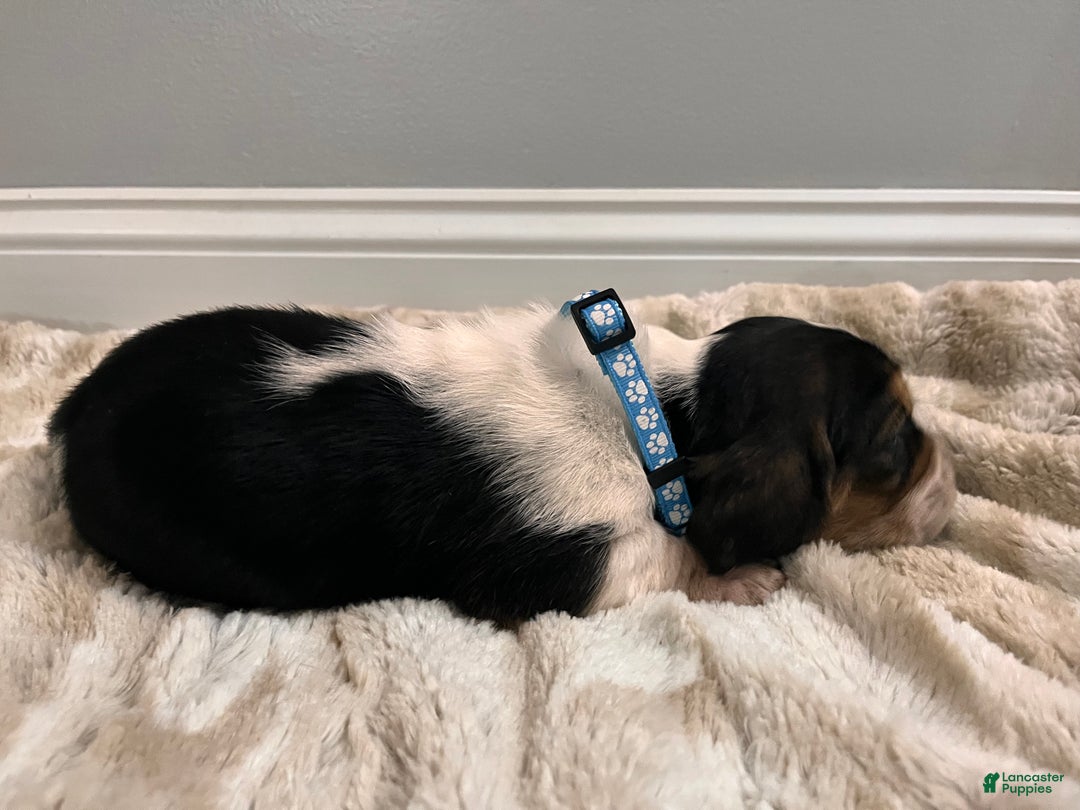 Basset Hound dogs for sale: Mox - Ad 5