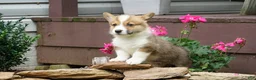 Welsh Corgi Pembroke dogs for sale: Berry - Ad 5
