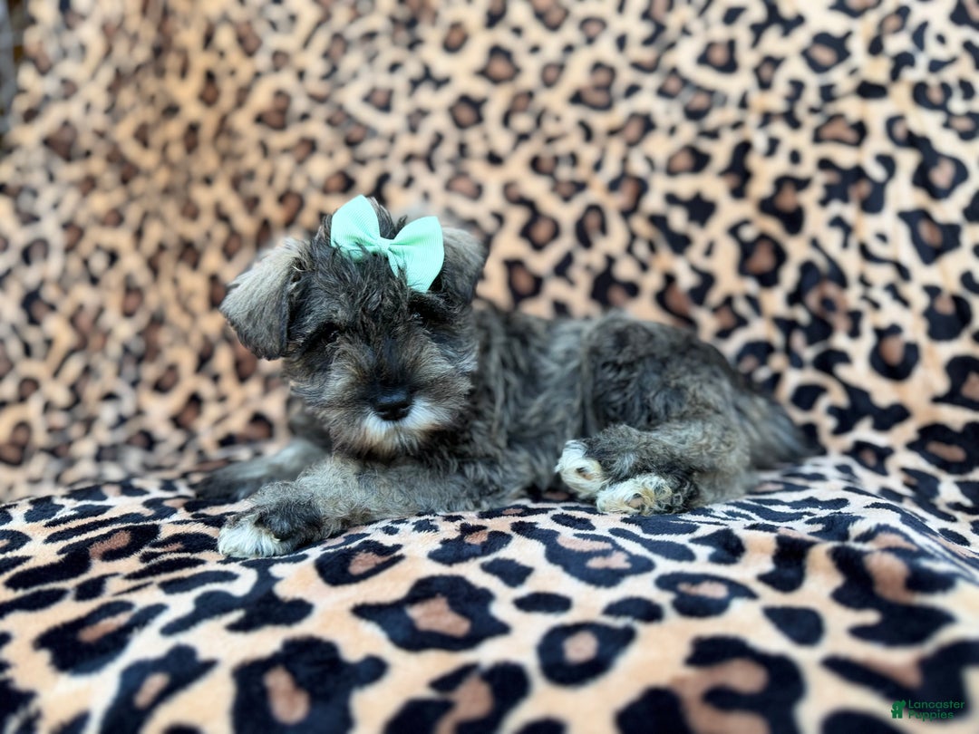 Miniature Schnauzer dogs for sale: Pickles - Ad 2