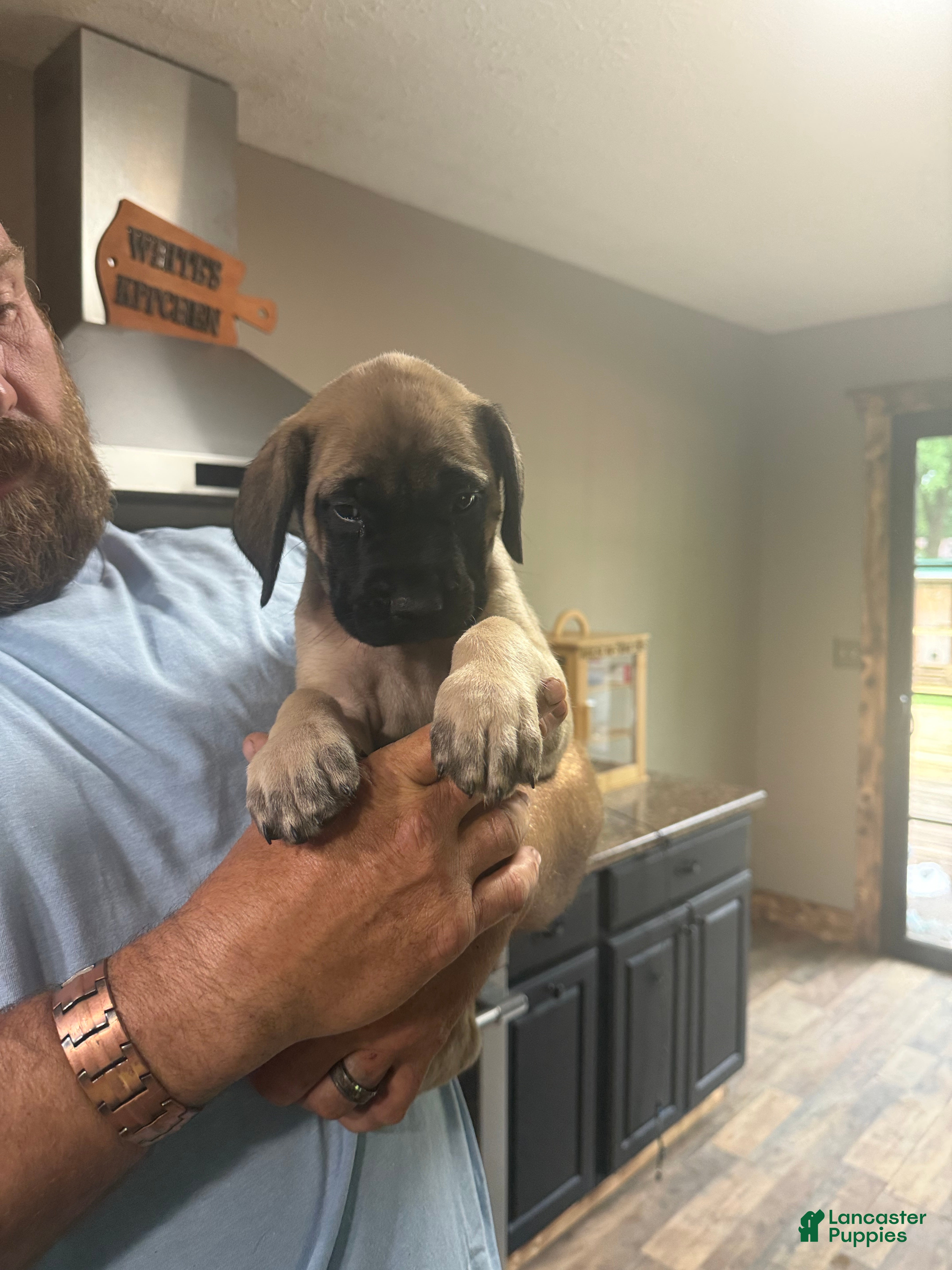 English Mastiff dogs English Mastiff 3 - Ad 11
