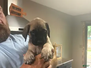 English Mastiff dogs English Mastiff 3 - Ad 11