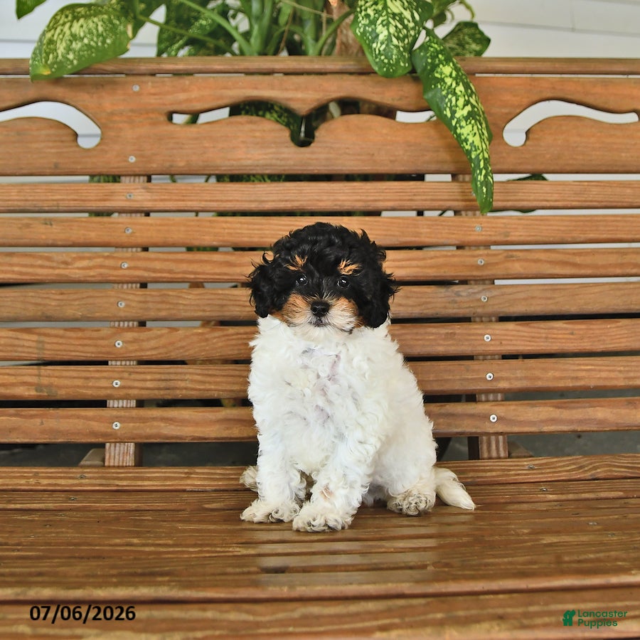 Mixed Breed dogs Harvey - Ad 1