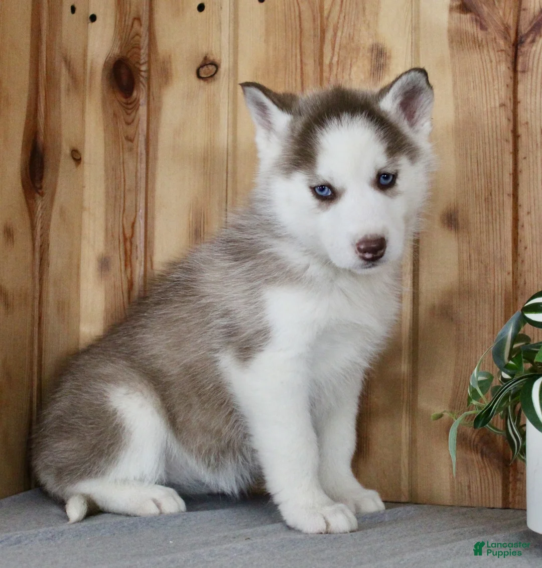 Siberian Husky dogs for sale: Kiki - Ad 4
