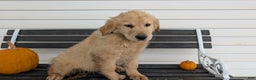 Golden Retriever dogs for sale: Captain  - Ad 8
